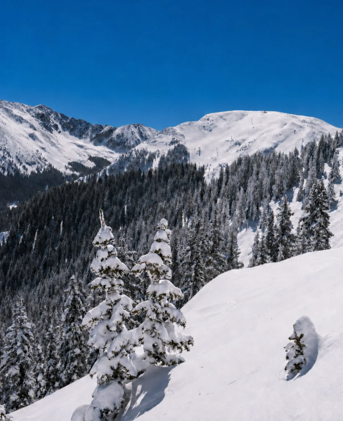 Snow-covered pines and peaks under a clear blue sky in the Sangre de Cristo Mountains